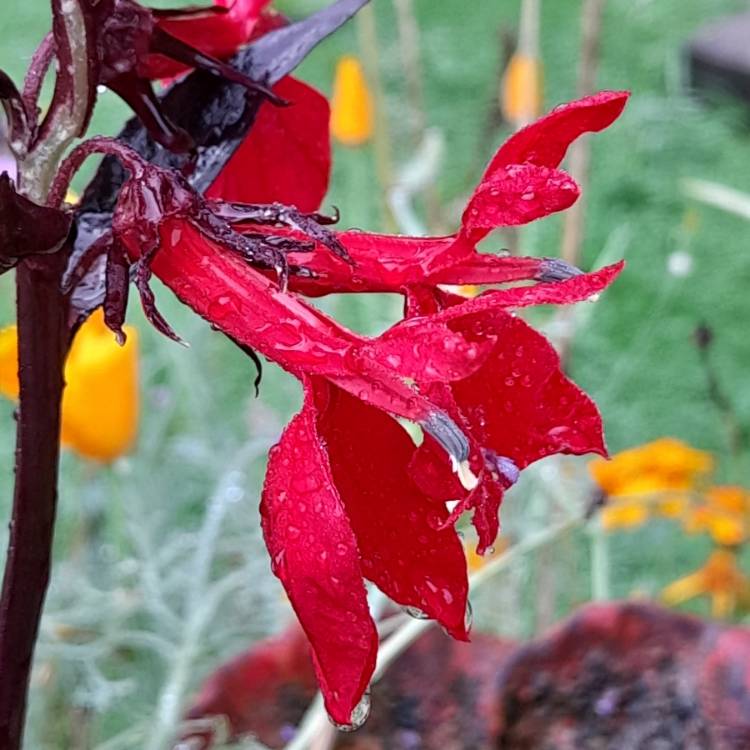 Plant image Lobelia x speciosa 'Scarlet Princess'