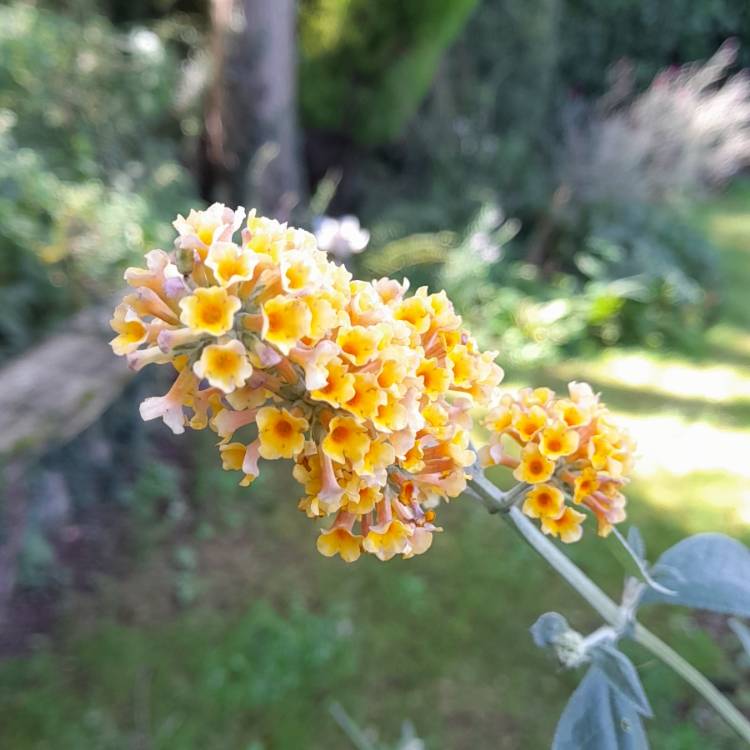 Plant image Buddleja x weyeriana 'Sungold'