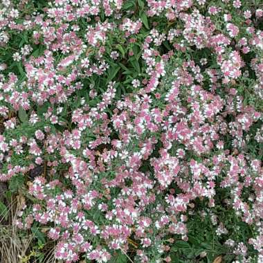 Aster lateriflorus 'Horizontalis'