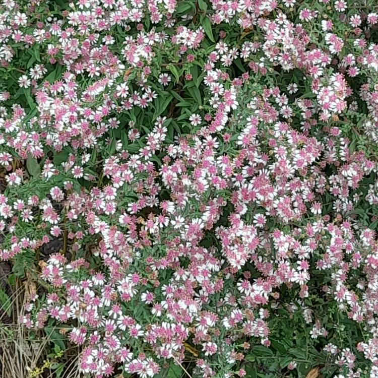 Plant image Aster lateriflorus 'Horizontalis'