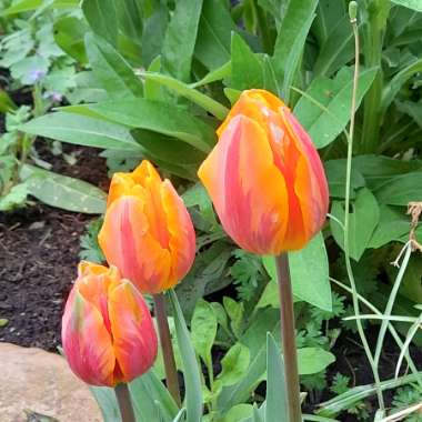 Tulipa 'Prinses Irene'