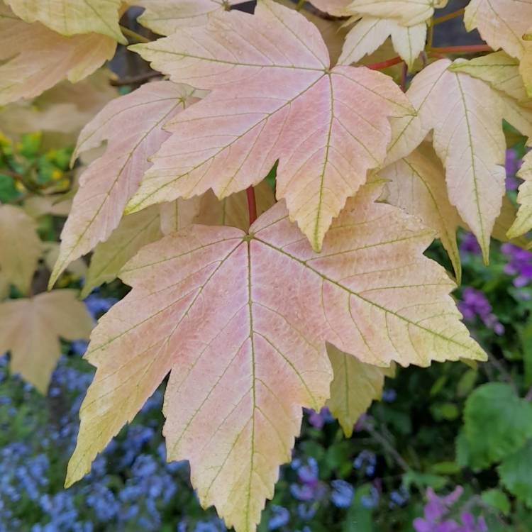 Plant image Acer Pseudoplatanus 'Brilliantissimum'