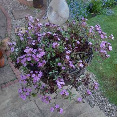 Saponaria ocymoides syn. Silene ocymoides