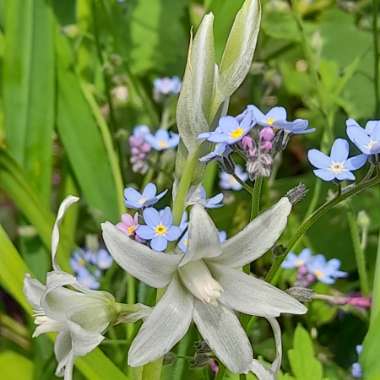 Ornithogalum nutans