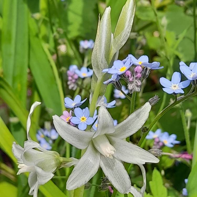 Plant image Ornithogalum nutans