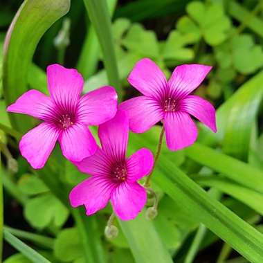 Oxalis articulata 'Festival'