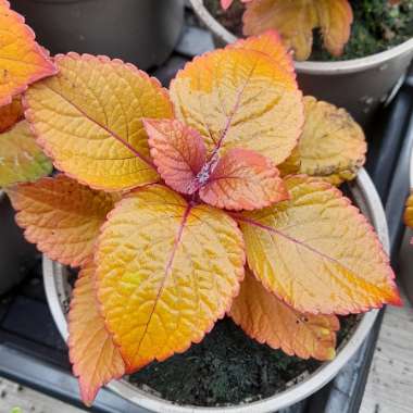 Solenostemon scutellarioides 'Uf12823' syn. Solenostemon scutellarioides 'Campfire'