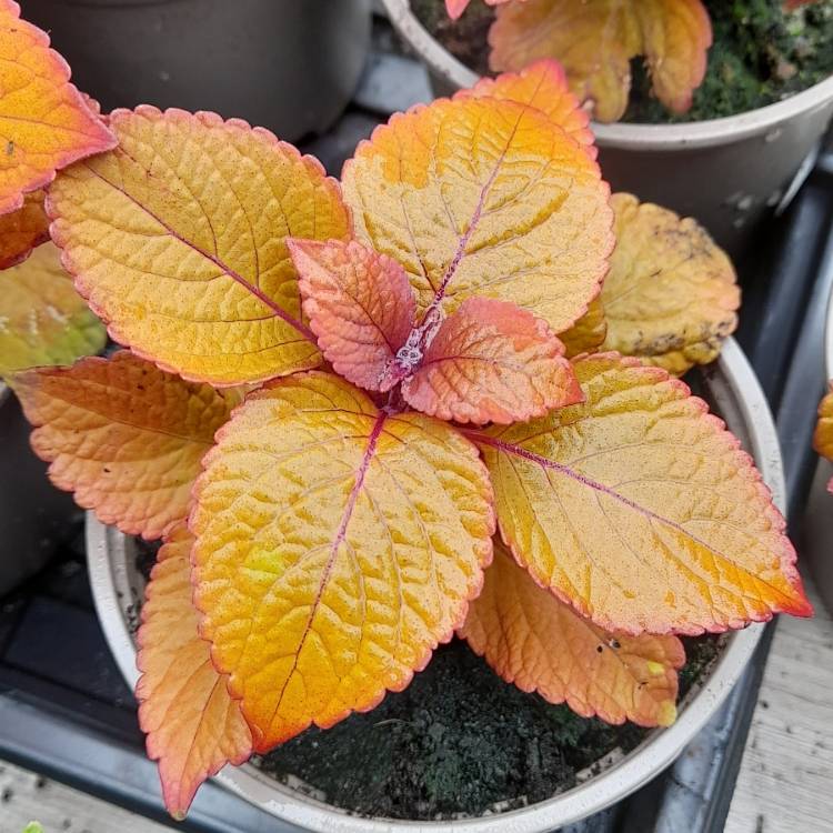 Plant image Solenostemon scutellarioides 'Uf12823' syn. Solenostemon scutellarioides 'Campfire'