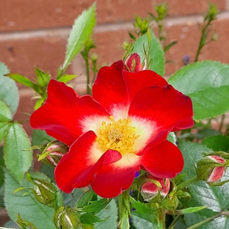 Plant image Rose 'Everglow Ruby'