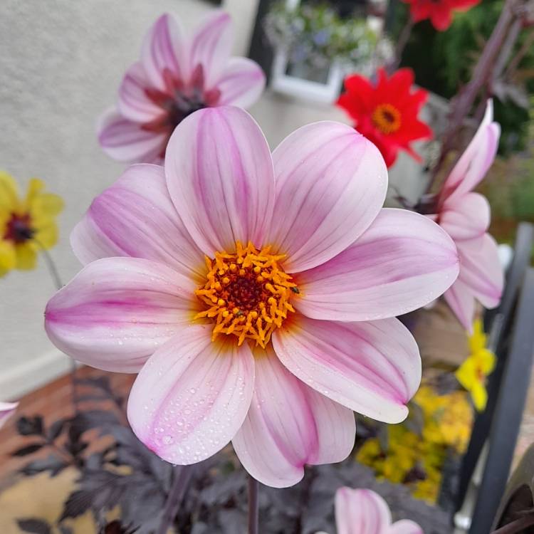 Plant image Dahlia 'Zone Ten' syn. Dahlia 'Mystic Dreamer', Dahlia 'Mystic Star', Dahlia 'Candy Eyes', Dahlia 'Kapow'