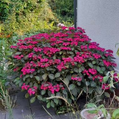 Hydrangea macrophylla 'Dark Angel' (Black Diamonds Series) syn. Hydrangea macrophylla 'Dark Angel Purple', Hydrangea macrophylla 'Dark Purple'