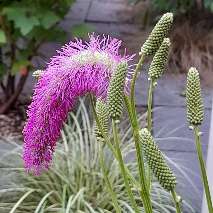 Plant image Sanguisorba hakusanensis 'Lilac Squirrel'