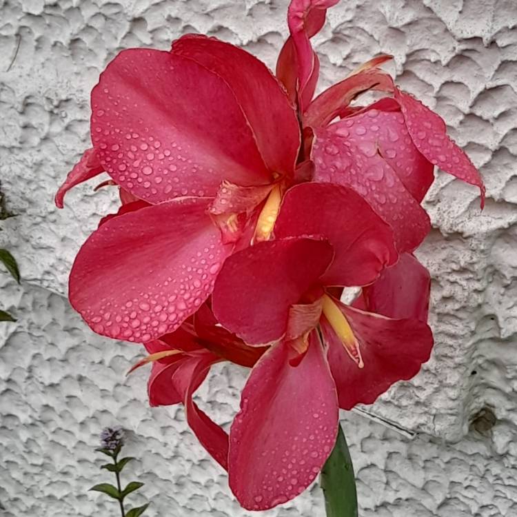 Plant image Canna 'Cannova Rose' (Cannova Series)