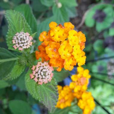 Lantana camara