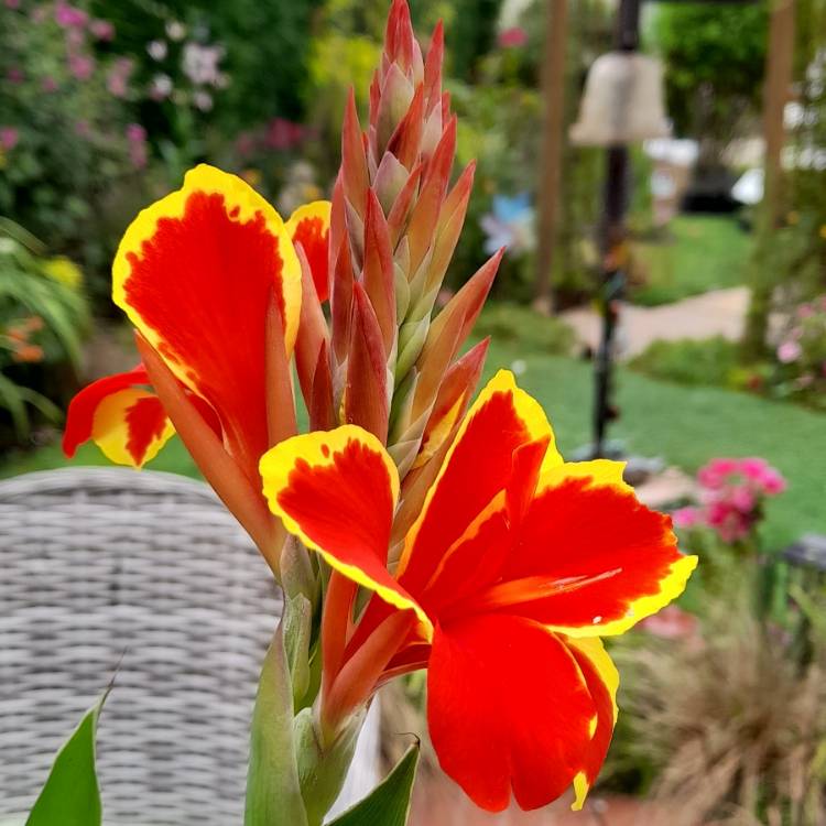 Plant image Canna 'Cannova Red Golden Flame'