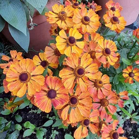 Plant image Helenium