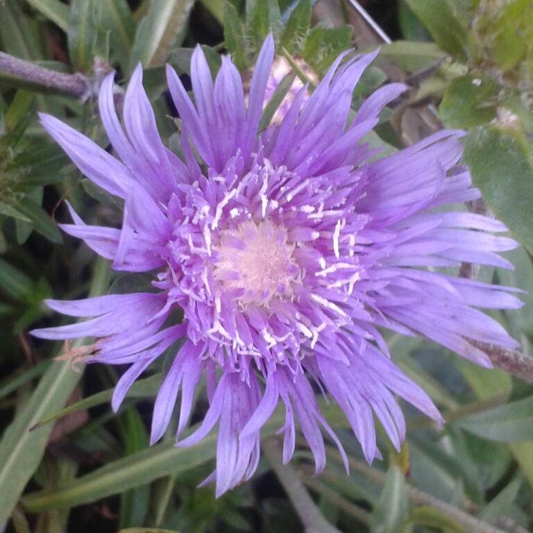 Plant image Stokesia 'Peachie's Pick'