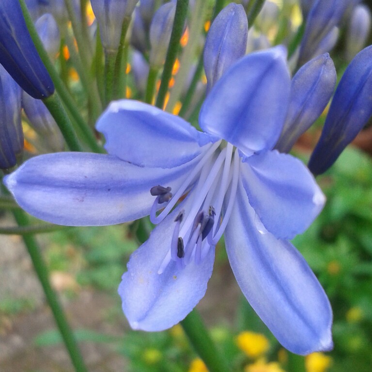 Plant image Agapanthus 'Atiblu' (Storm Series) syn. Agapanthus 'Blue Storm'