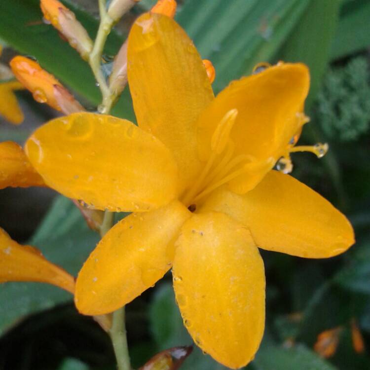 Plant image Crocosmia x crocosmiiflora 'Buttercup'