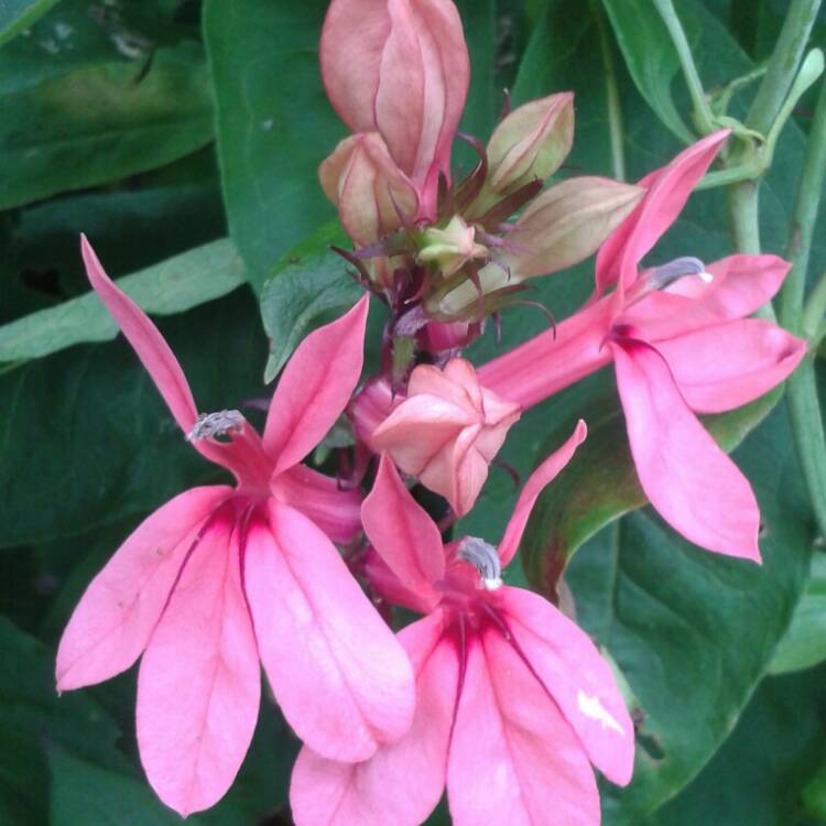 Plant image Lobelia x speciosa 'Tania'