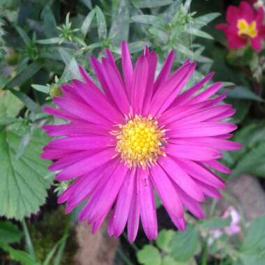 Aster