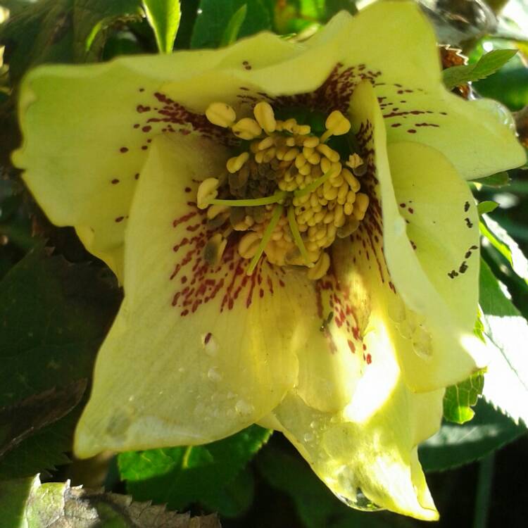 Plant image Helleborus x hybridus 'Washfield Double-flowered'