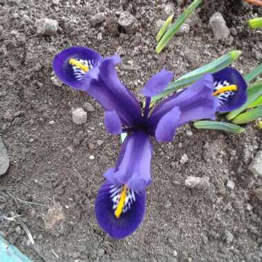 Iris 'Pauline' syn. Iris reticulata 'Pauline'