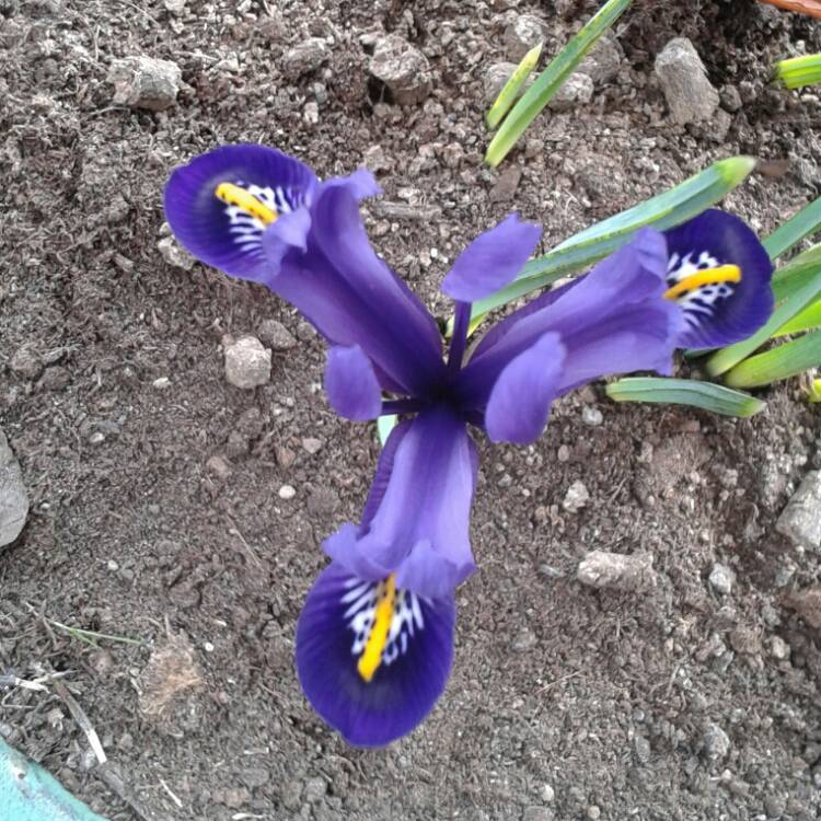 Plant image Iris 'Pauline' syn. Iris reticulata 'Pauline'