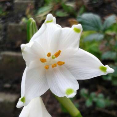 Leucojum vernum