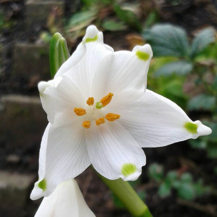 Plant image Leucojum vernum