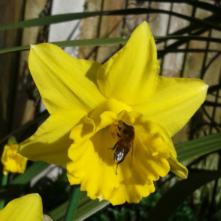 Plant image Narcissus 'Golden Harvest'