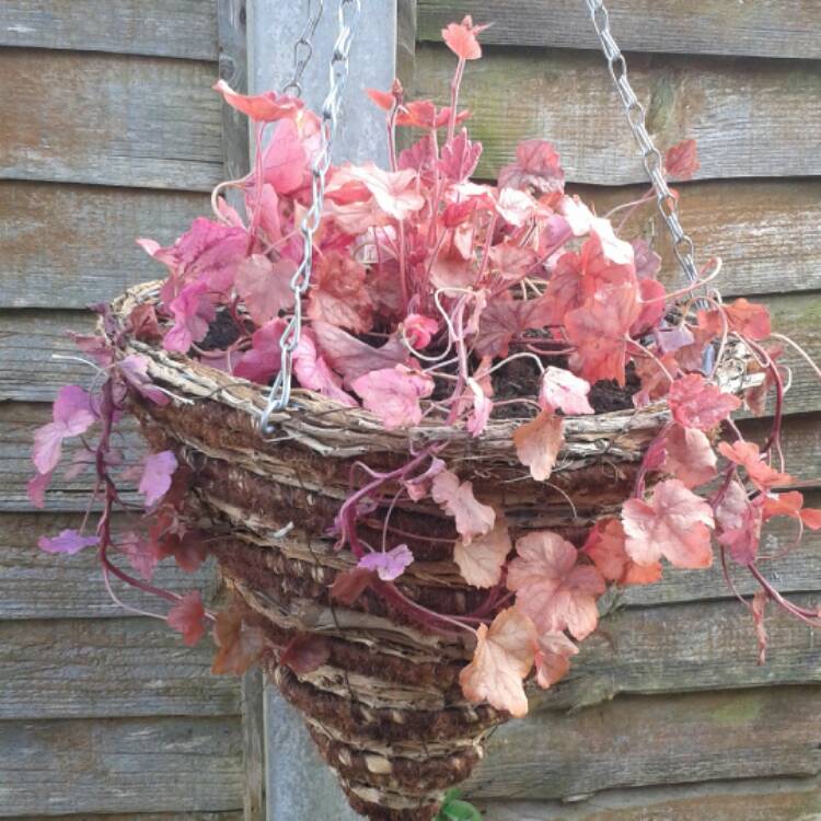 Plant image x Heucherella 'Copper Cascade'