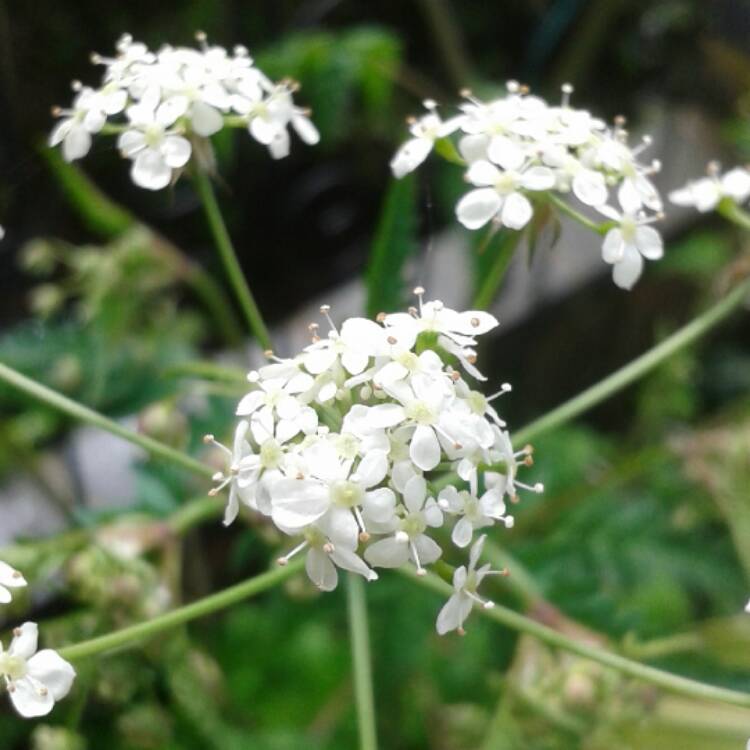 Plant image Anthriscus sylvestris