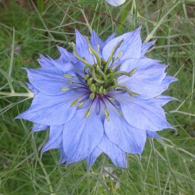 Plant image Nigella damascena 'Miss Jekyll'