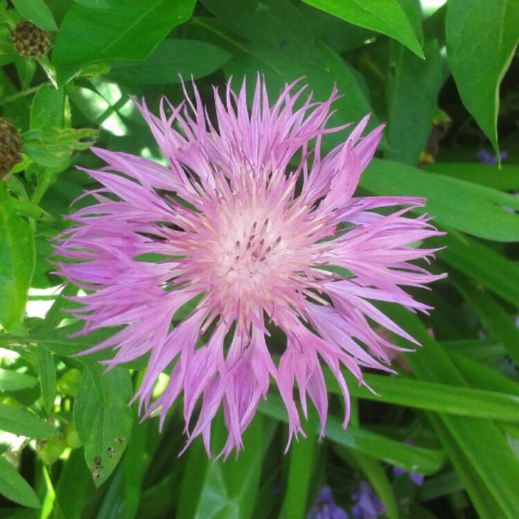 Plant image Centaurea Pulcherrima