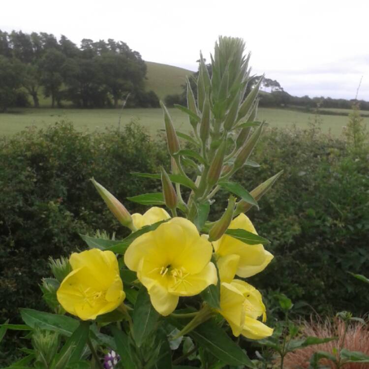 Plant image Oenothera biennissyn.Oenothera glabra syn.Oenothera odorata