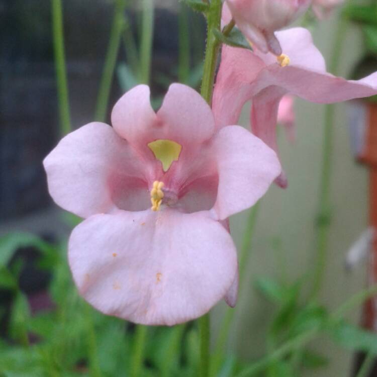 Plant image Diascia Barberae 'Apricot Queen'