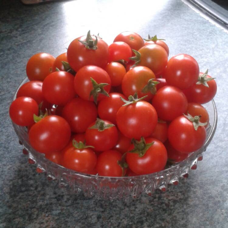 Plant image Solanum Lycopersicum var. cerasiforme 'Cherry Falls'