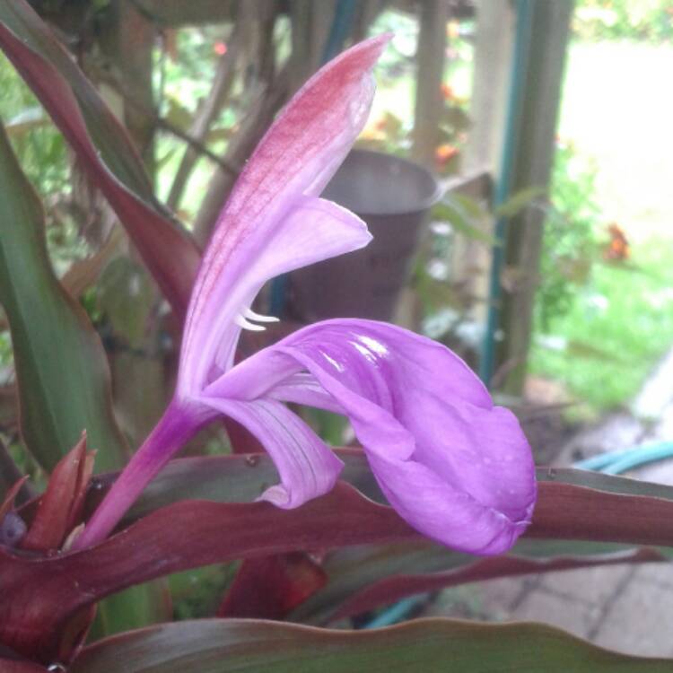 Plant image Roscoea auriculata