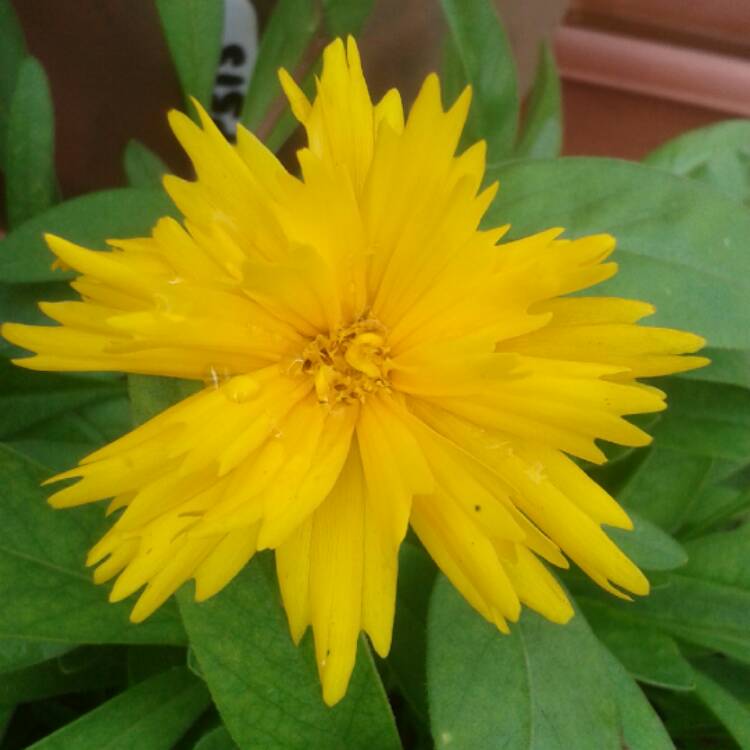 Plant image Coreopsis grandiflora 'Sunray'