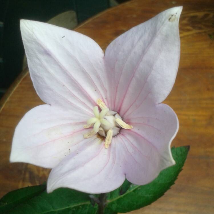 Plant image Platycodon grandiflorus 'Astra Pink' (Astra Series) syn. Campanula grandiflora 'Astra Pink', Platycodon grandiflorus 'Astra Rose'