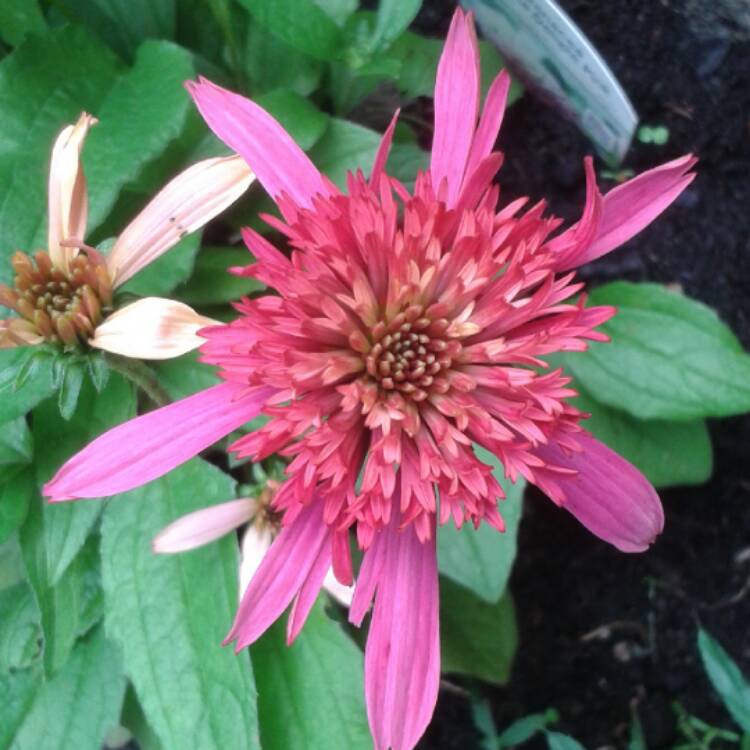 Plant image Echinacea