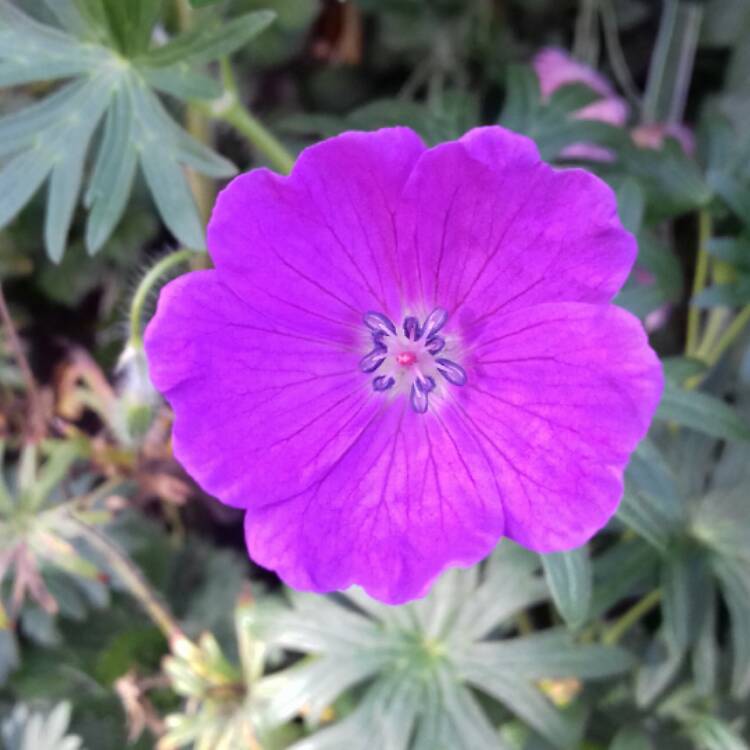 Plant image Geranium sanguineum