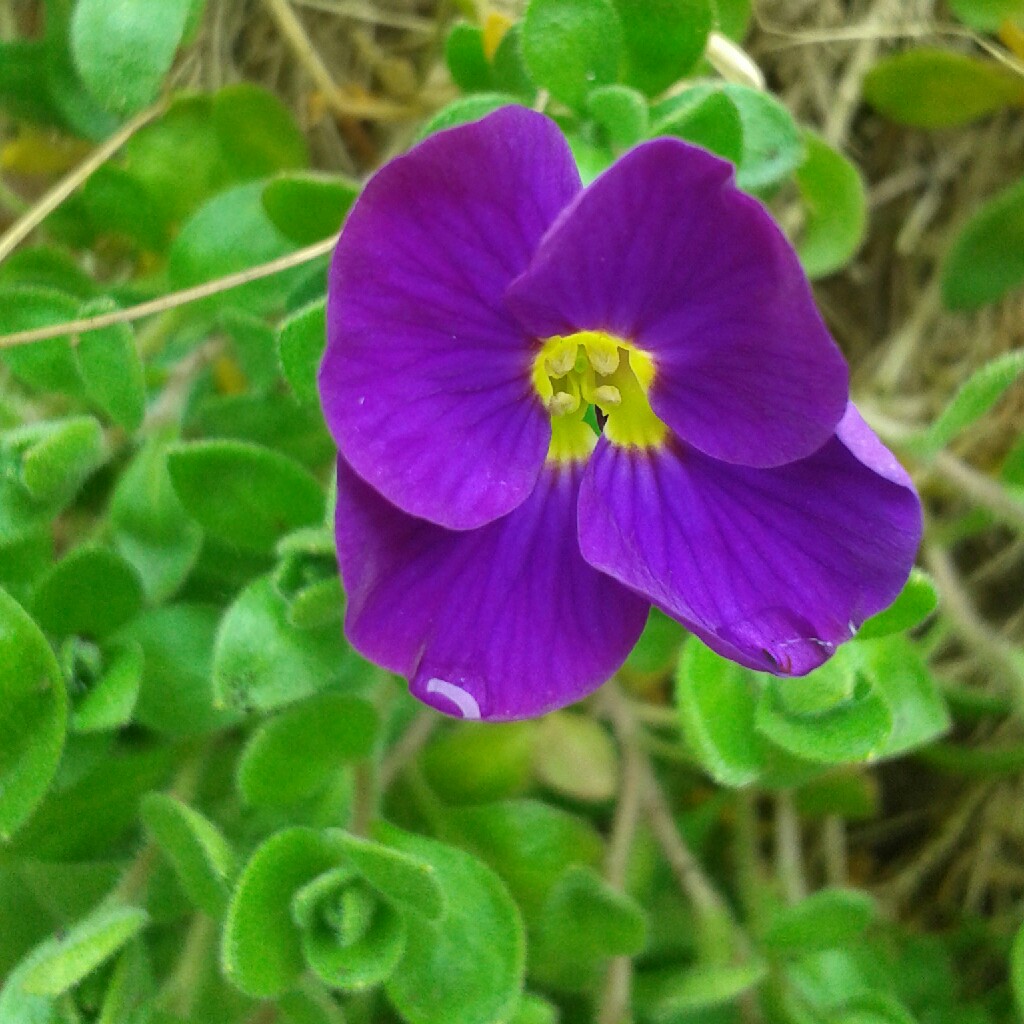 Plant image Aubrieta 'Purple Cascade'