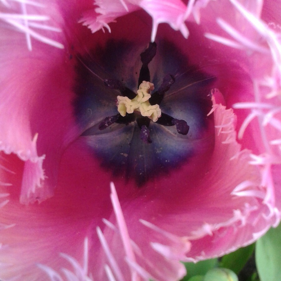 Plant image Tulipa 'Burgundy Lace'