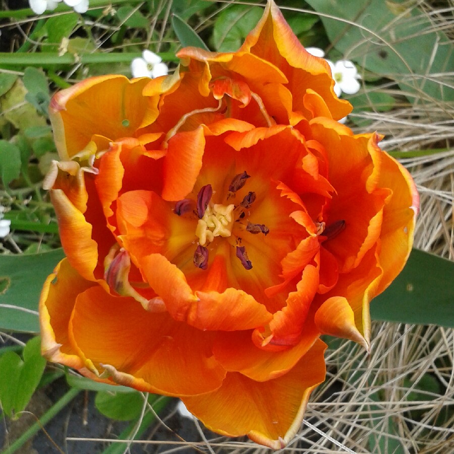 Plant image Tulipa 'Orange Princess'