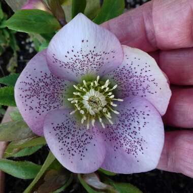 Helleborus x hybridus 'Pink Lady Spotted' (Lady Series)