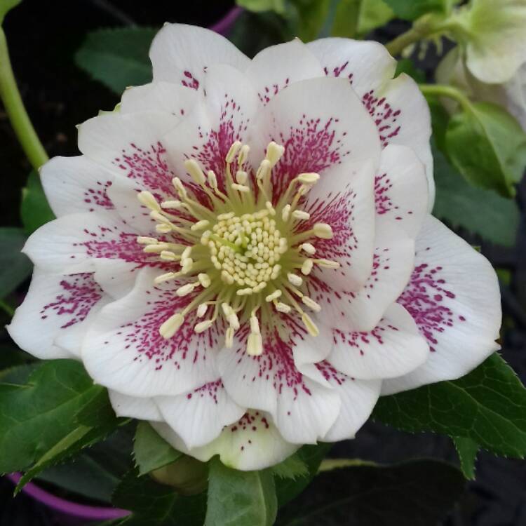 Plant image Helleborus x hybridus 'Cinderella'