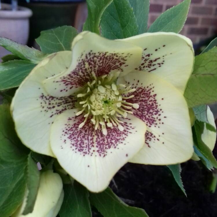 Plant image Helleborus x hybridus 'Harvington Yellow Speckled'