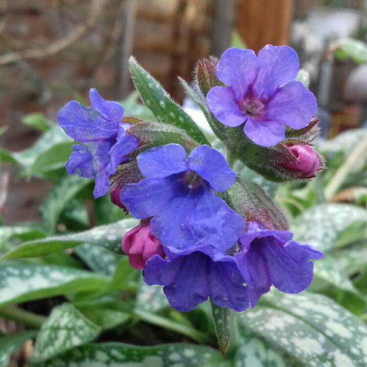 Plant image Pulmonaria 'Trevi Fountain'